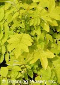 Filipendula ulmaria 'Aurea'